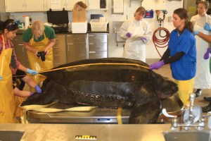 2012 leatherback necropsy