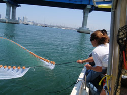 Purse seining for fish in San Diego Bay