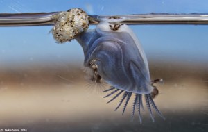 dosima_buoy_sones_aug2014