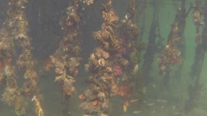 mangrove root communities