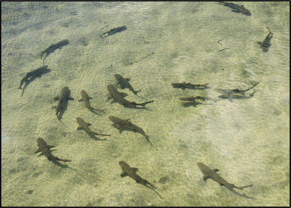 lemon_shark