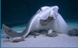 Cownose_ray_Bob
